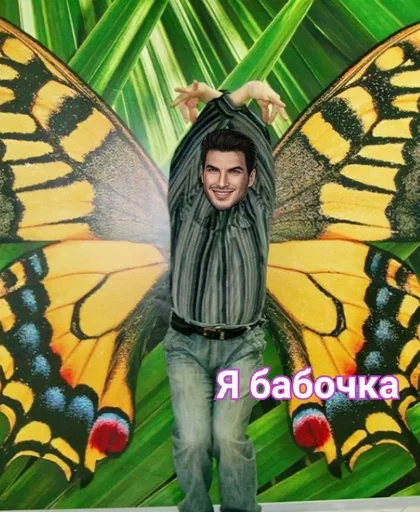 мотыльки и бабочки насекомое бабочка