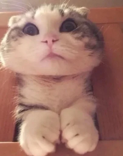 животное млекопитающее домашняя кошка