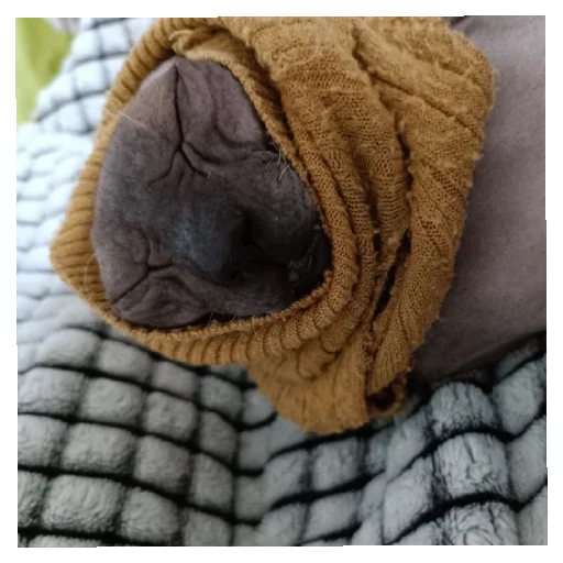 Мимиянапусибумтурба - 