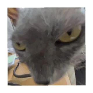 Sticker Мимиянапусибумтурба - 10