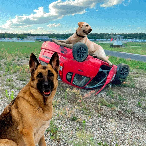 Sticker MiniMotorsport - 1