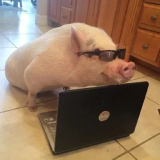 Sticker Поросюшки 🐽 - 5