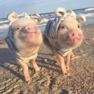 Sticker Поросюшки 🐽 - 10