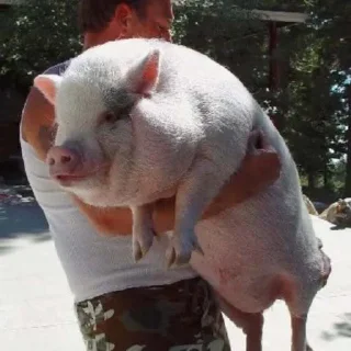 Sticker Поросюшки 🐽 - 6