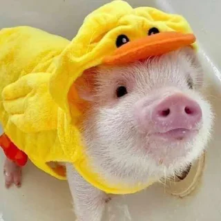 Sticker Поросюшки 🐽 - 2