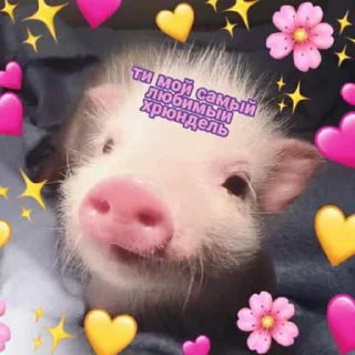 Sticker Поросюшки 🐽 - 11
