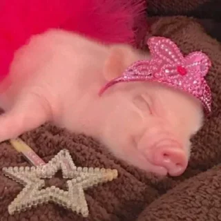 Sticker Поросюшки 🐽 - 4