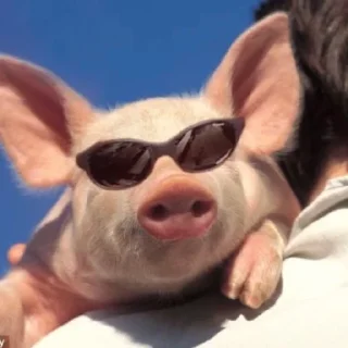 Sticker Поросюшки 🐽 - 1