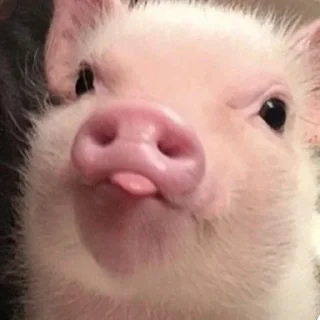 Sticker Поросюшки 🐽 - 9