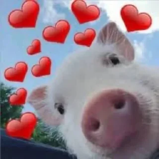 Sticker Поросюшки 🐽 - 3