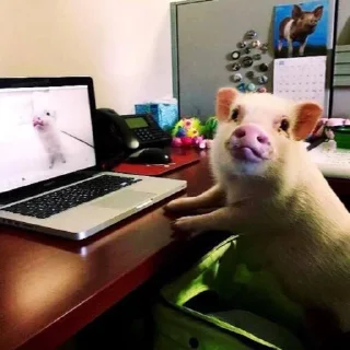 Sticker Поросюшки 🐽 - 0