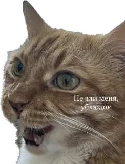 Стикер Hot minka - 9