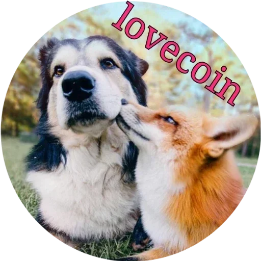 млекопитающее животное порода собак