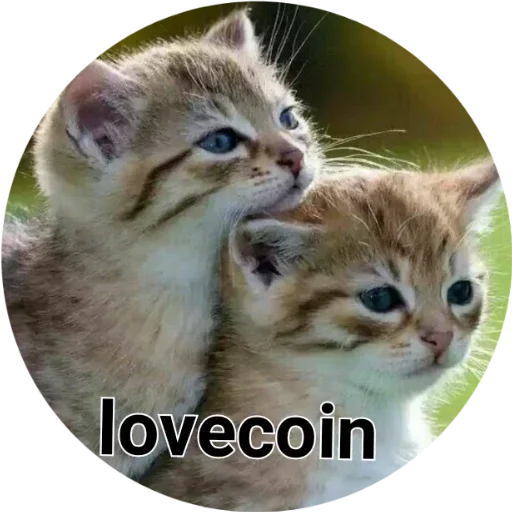 млекопитающее животное кошка