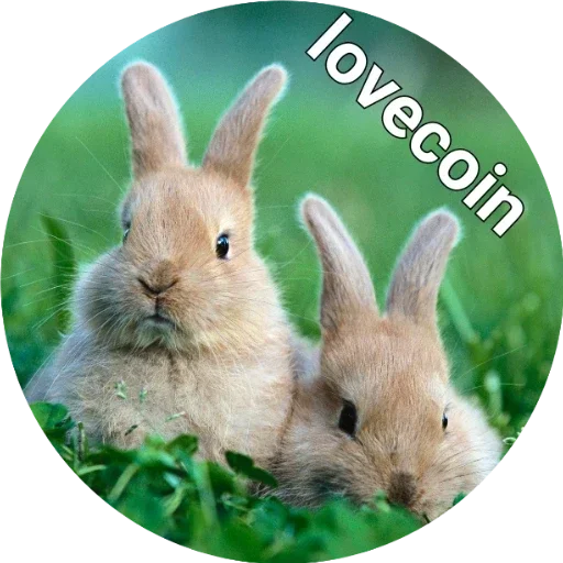 млекопитающее животное кролик