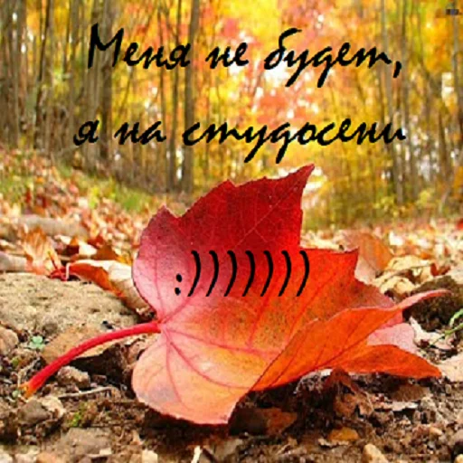 fall autumn deciduous