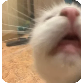 Стикер Мируня - 7