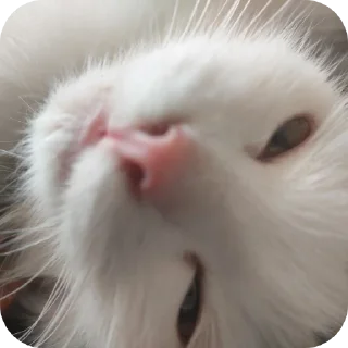 Стикер Мируня - 11