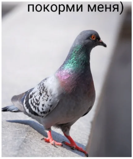 Стикер Веселуха вечером - 4