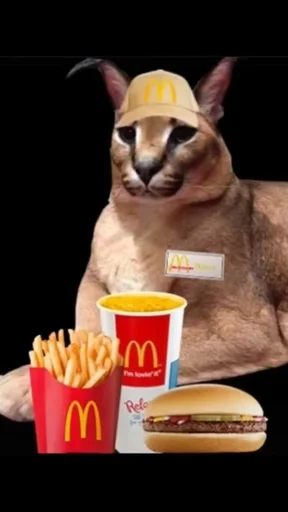 животное кошка кошачьи