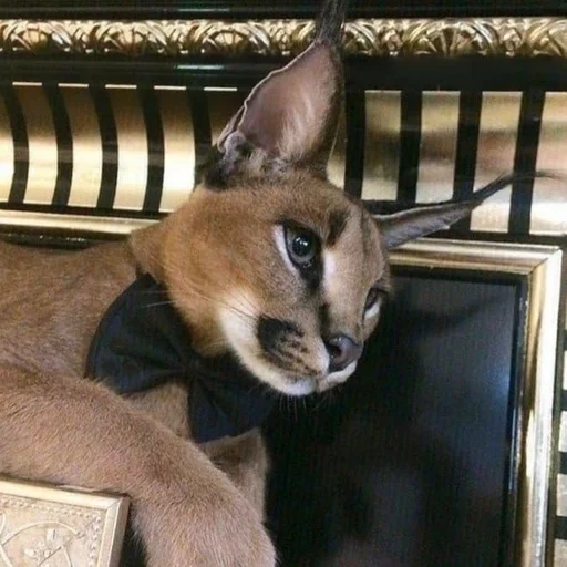 животное кошка млекопитающее