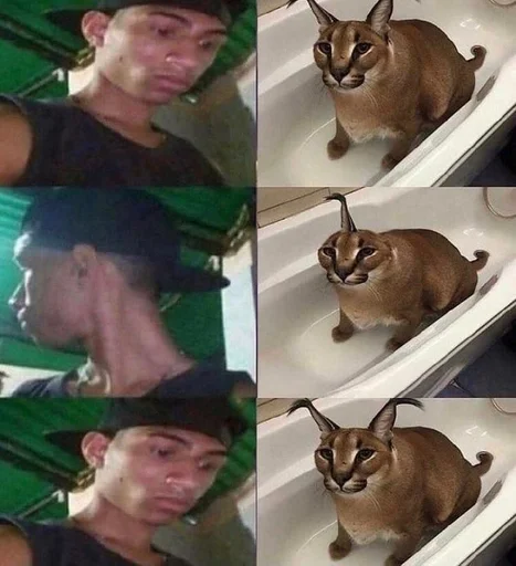 кошка животное млекопитающее