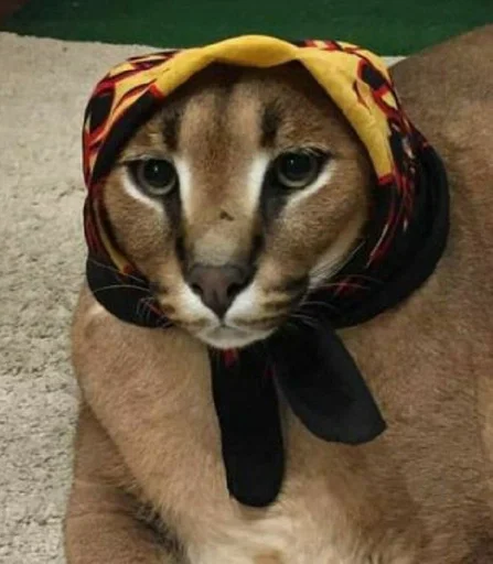 кошка животное млекопитающее