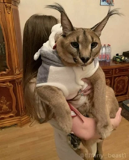 животное кошка млекопитающее