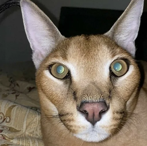 животное млекопитающее кошка