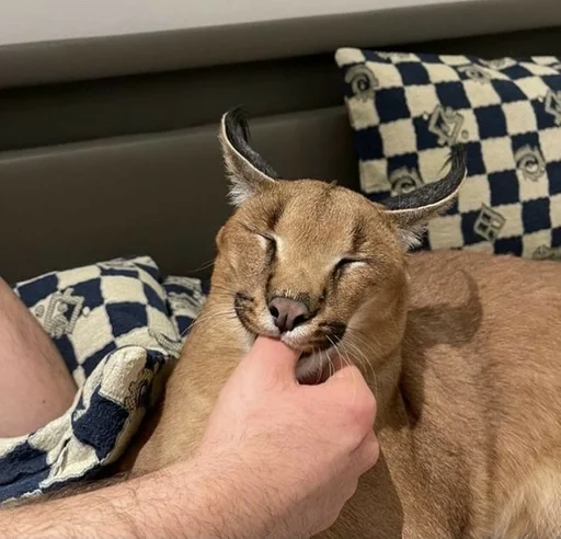 кошка Дикая кошка животное