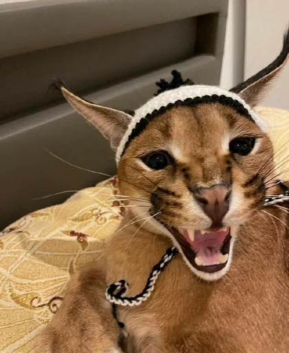 животное кошка млекопитающее