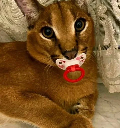 кошка животное млекопитающее