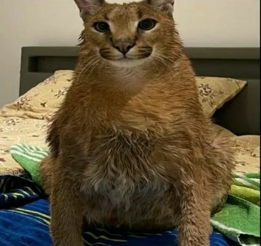 животное кошка млекопитающее