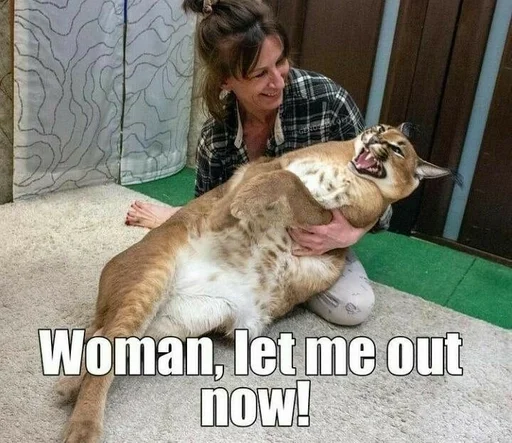 животное млекопитающее Человек