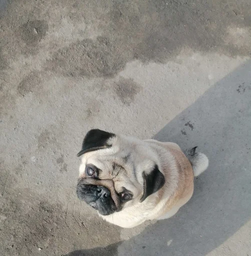 земля животное млекопитающее