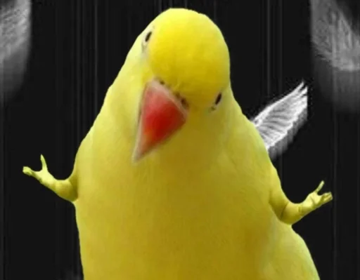 животное птица попугай