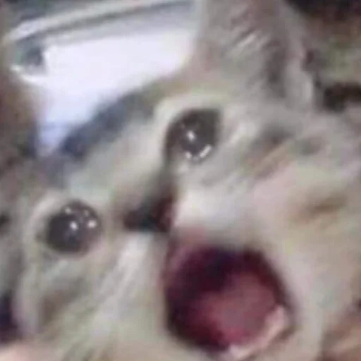 Стикер meow - 10