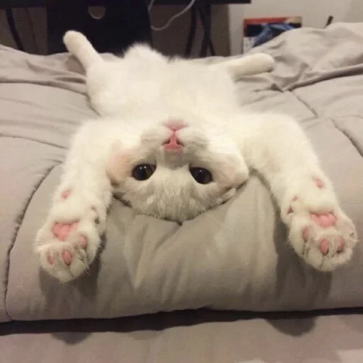 Стикер meow - 7