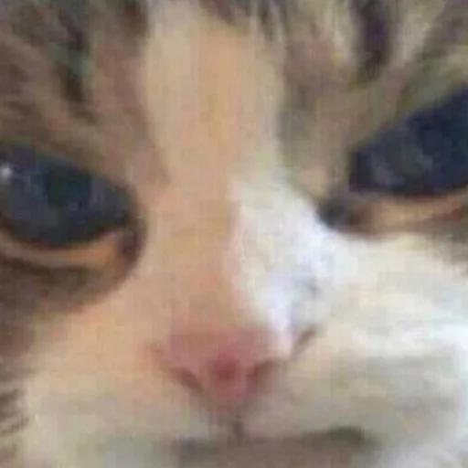 Стикер meow - 6