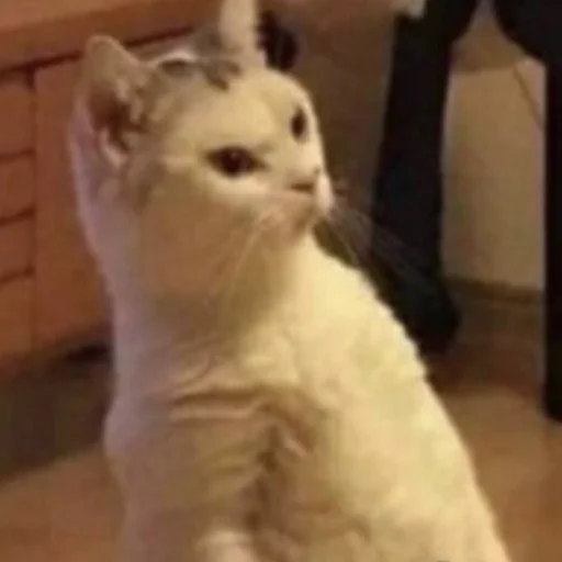 Стикер meow - 4