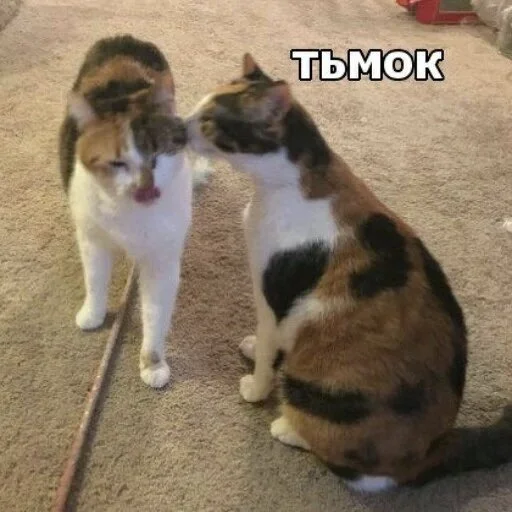 Стикер meow - 1