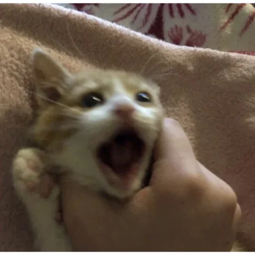 Стикер meow - 0