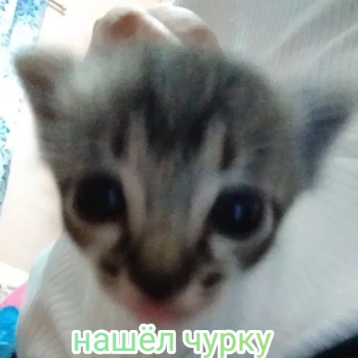 Sticker Лютий - 11