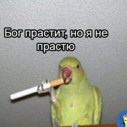 птица попугай животное