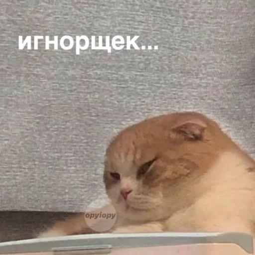 СМС млекопитающее животное