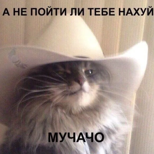 small to medium-sized cats domestic cat cat