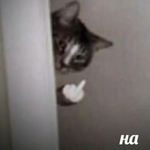 кошка животное кошки малого и среднего размера