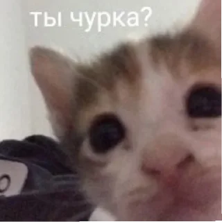 Sticker @mneneskem Стас Стасыч - 11