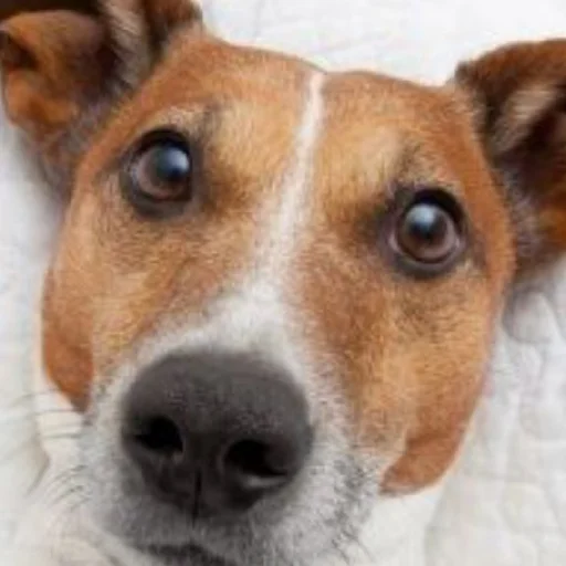 Sticker Мнение? - 2