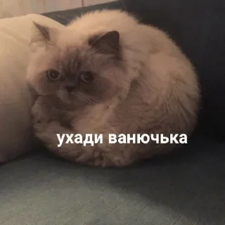 Стикер конфуций - 2